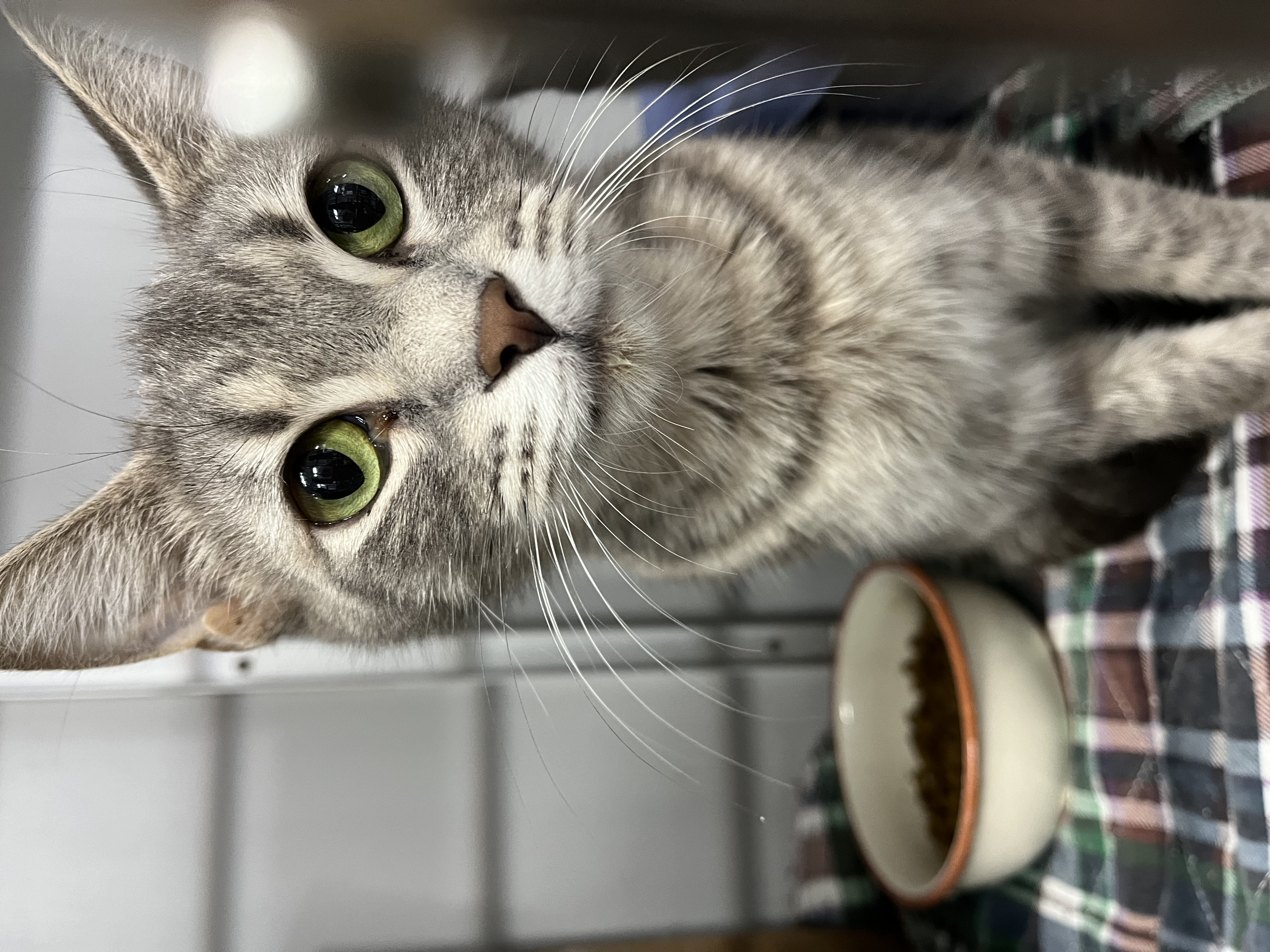 Mandy, a Adoptable Tabby in Columbus, OH image 5/6