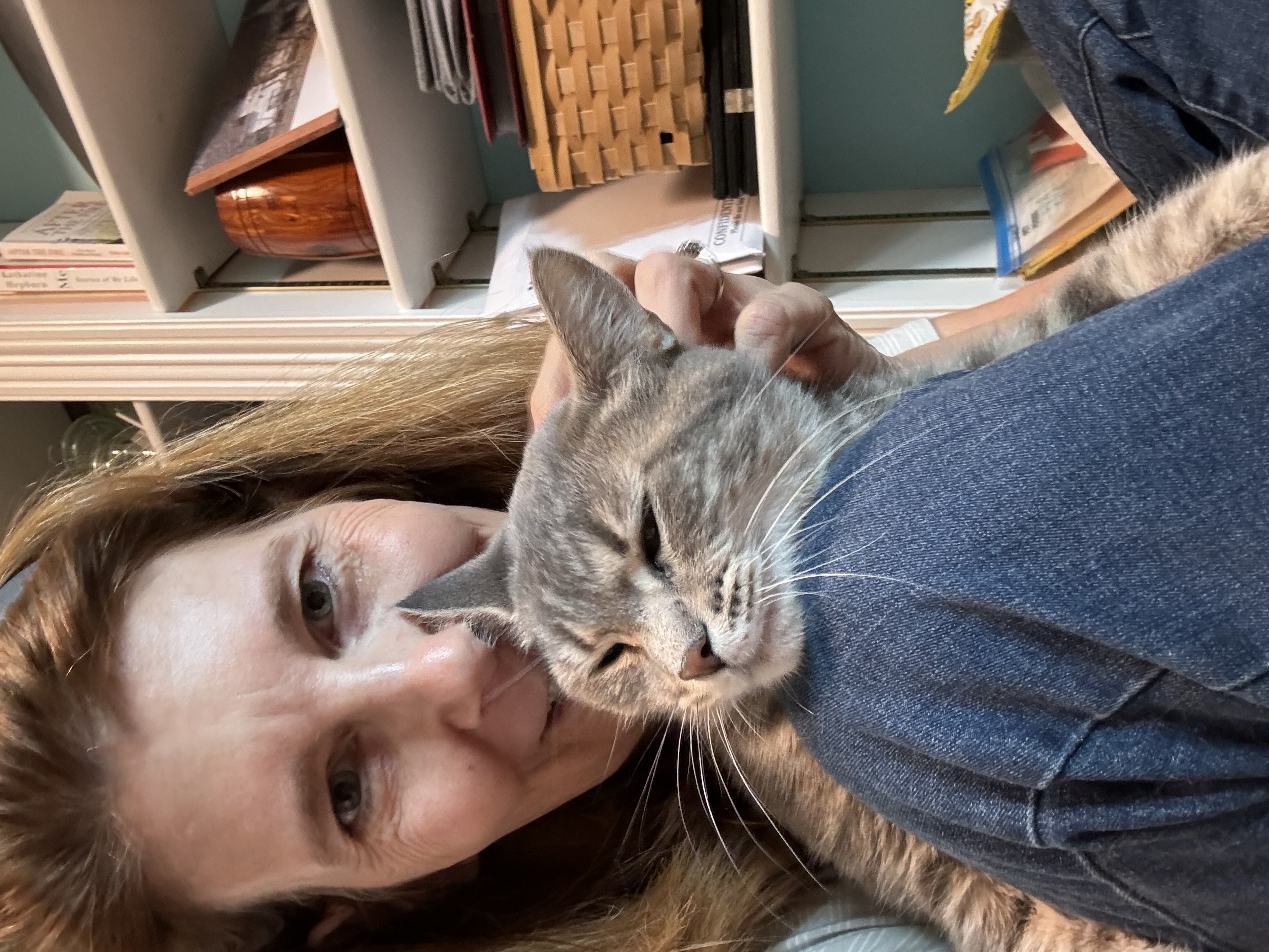 Mandy, a Adoptable Tabby in Columbus, OH image 4/6