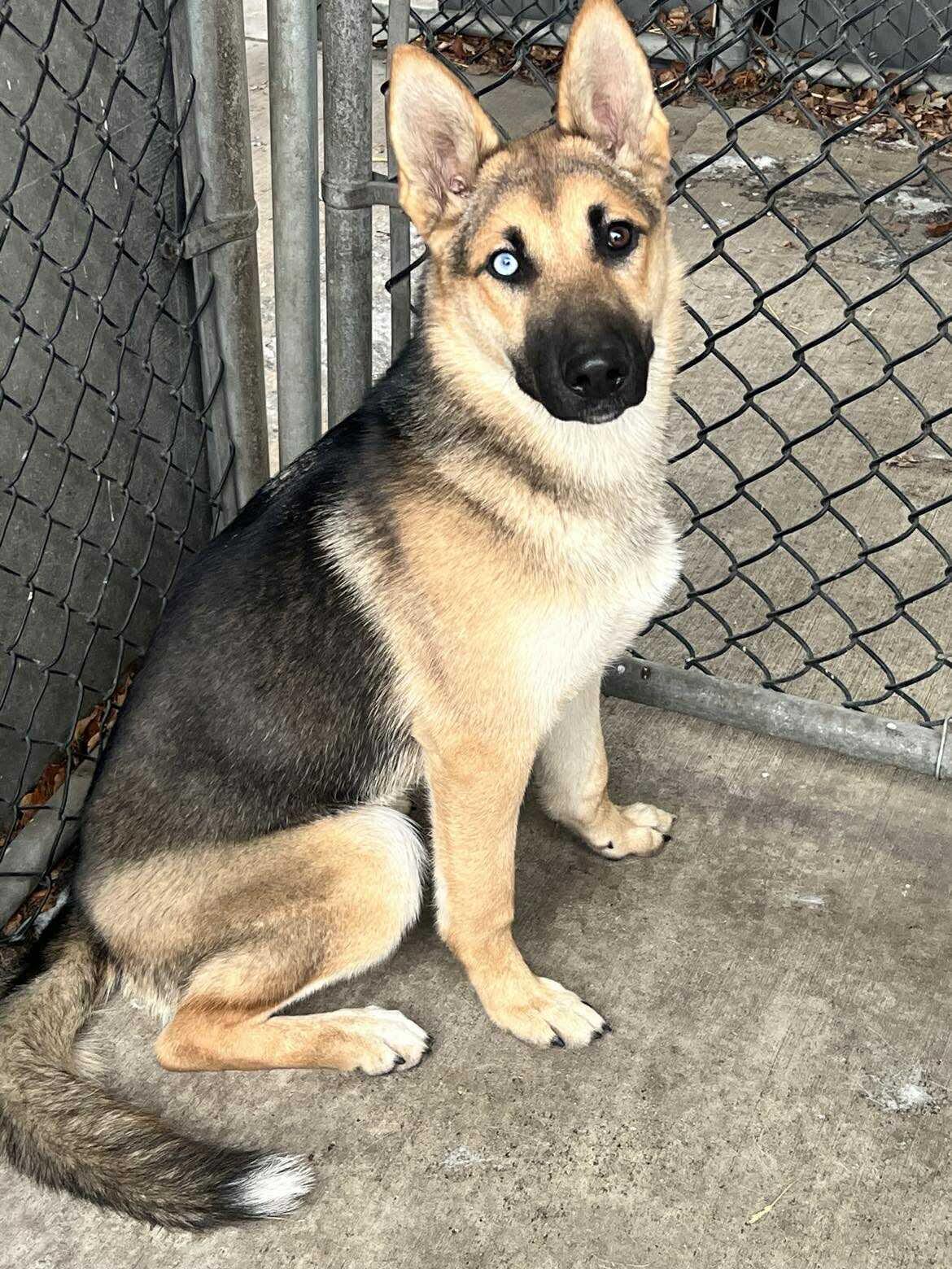 Enlarge Moira, an adopted mixed breed in Chicago, IL image 1/1