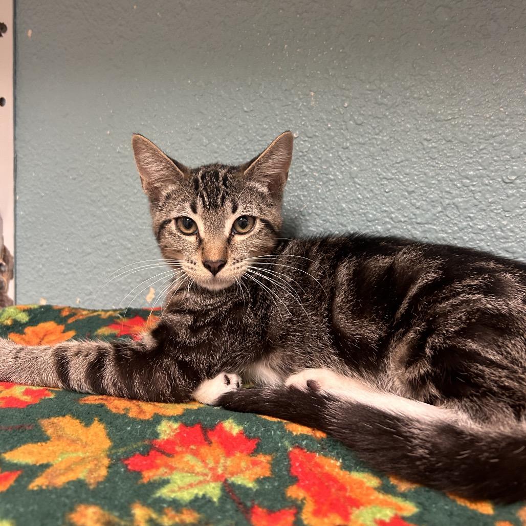 Lore, Adoptable, Kitten Male Domestic Short Hair.