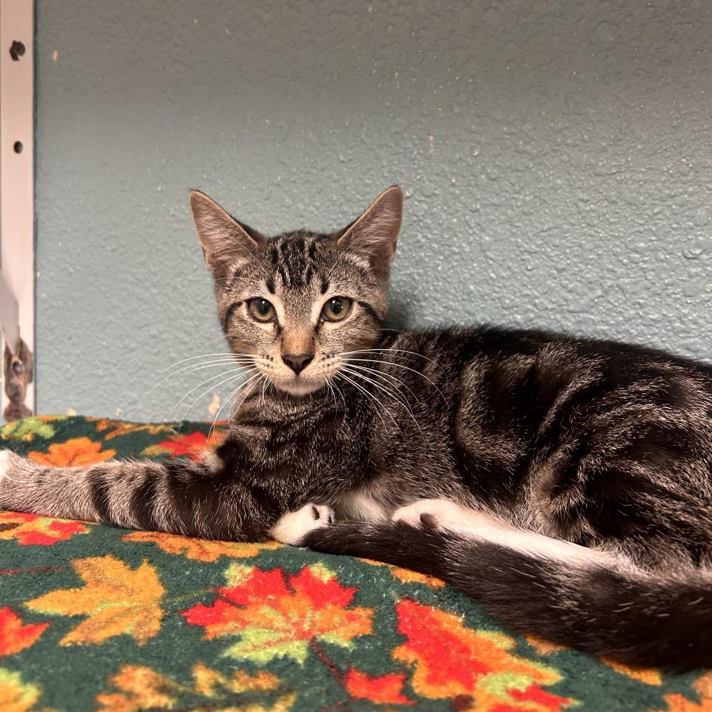 Lore, a Adoptable Domestic Short Hair in Fresno, CA image 2/2