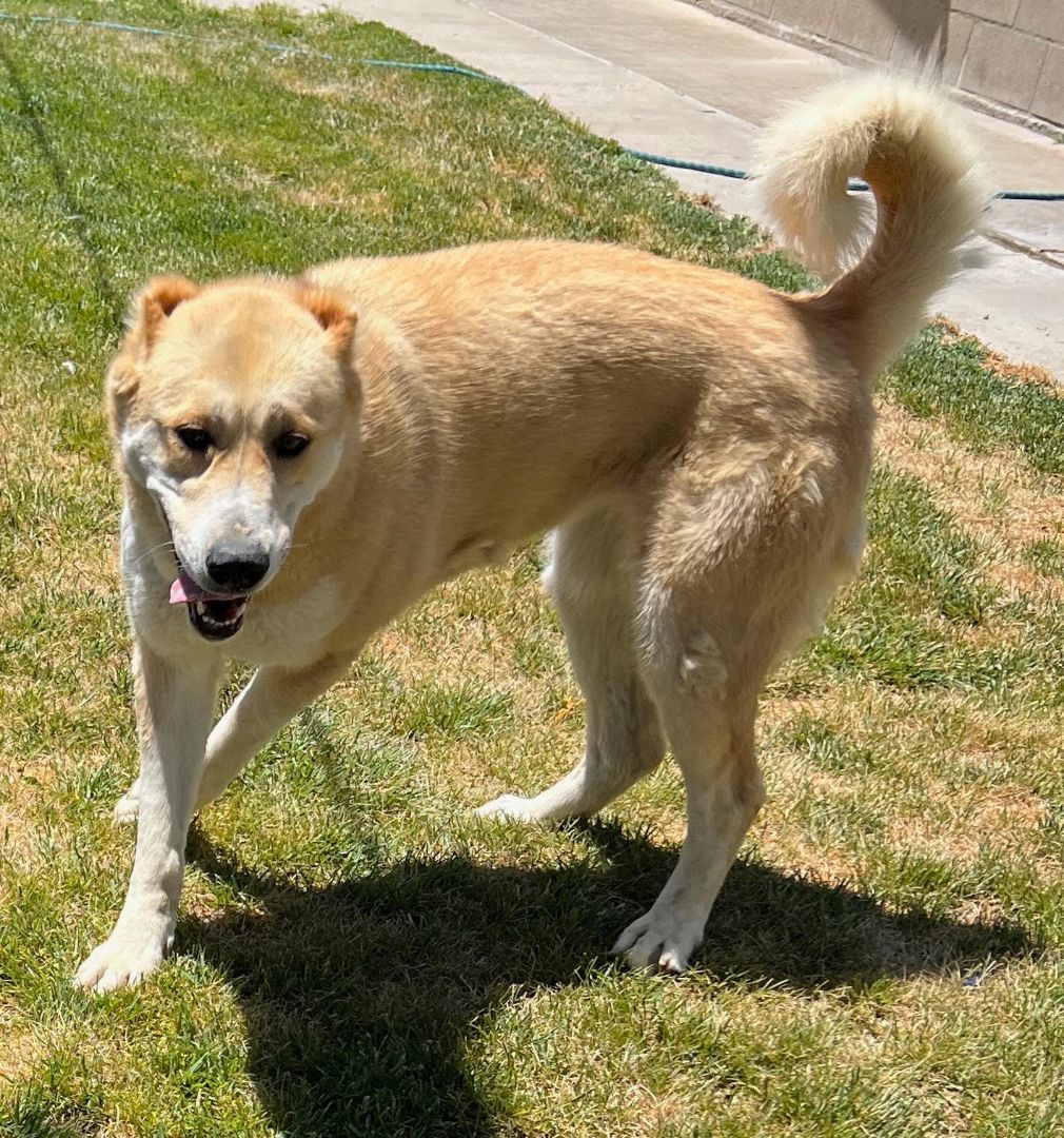 Boyca, a Adoptable Kuvasz in Agua Dulce, CA image 1/2
