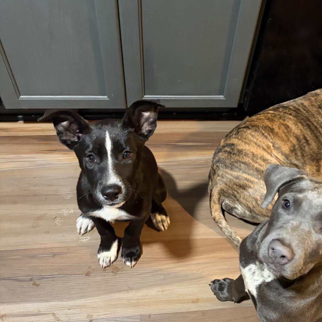 Enlarge Raven, a Adoptable mixed breed in Northville, MI image 1/5