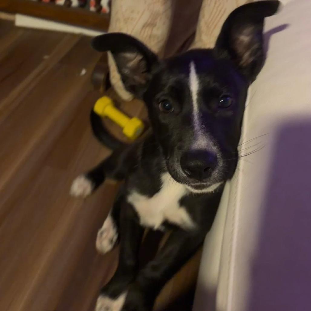 Enlarge Raven, a Adoptable mixed breed in Northville, MI image 2/5