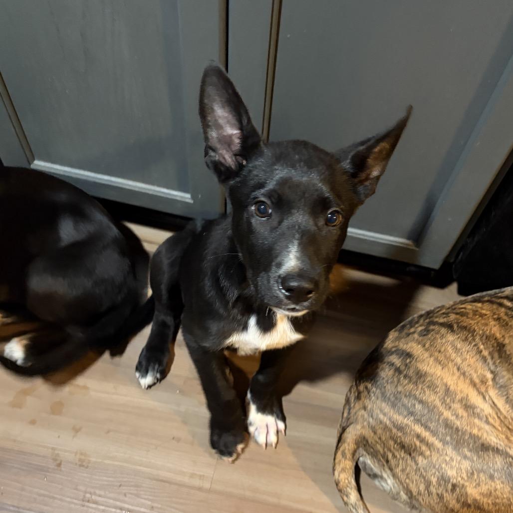 Enlarge Raven, a Adoptable mixed breed in Northville, MI image 3/5