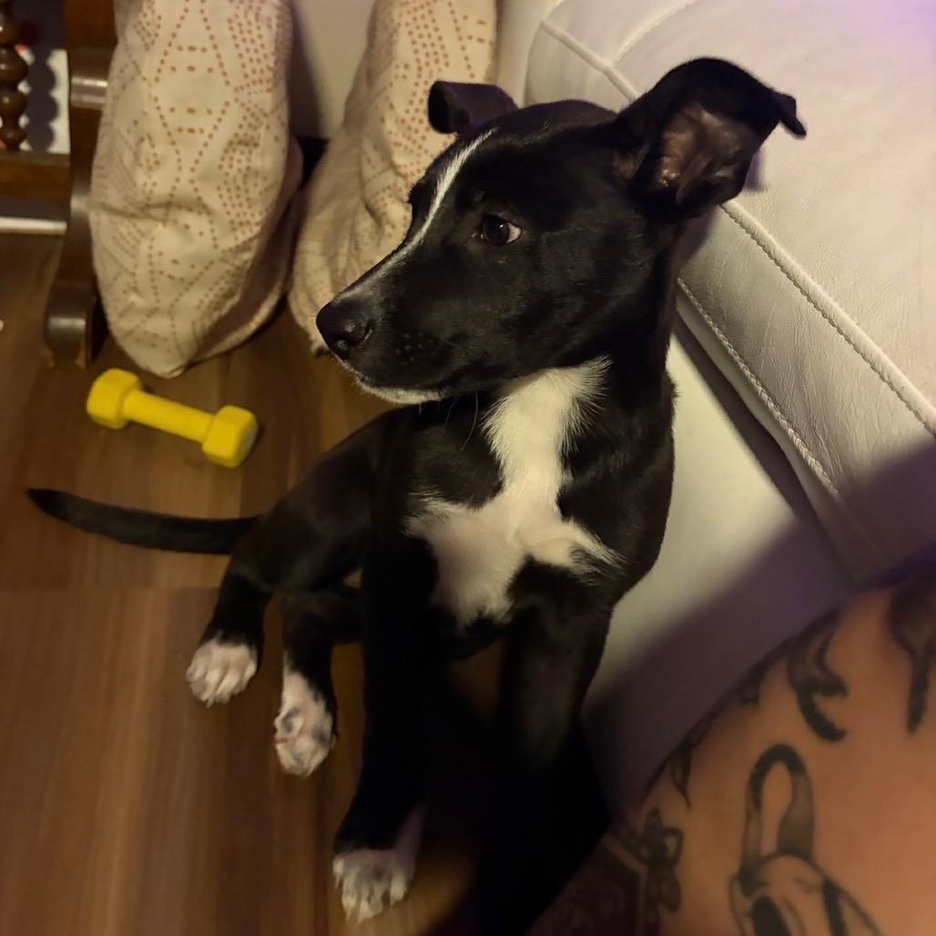 Enlarge Raven, a Adoptable mixed breed in Northville, MI image 5/5