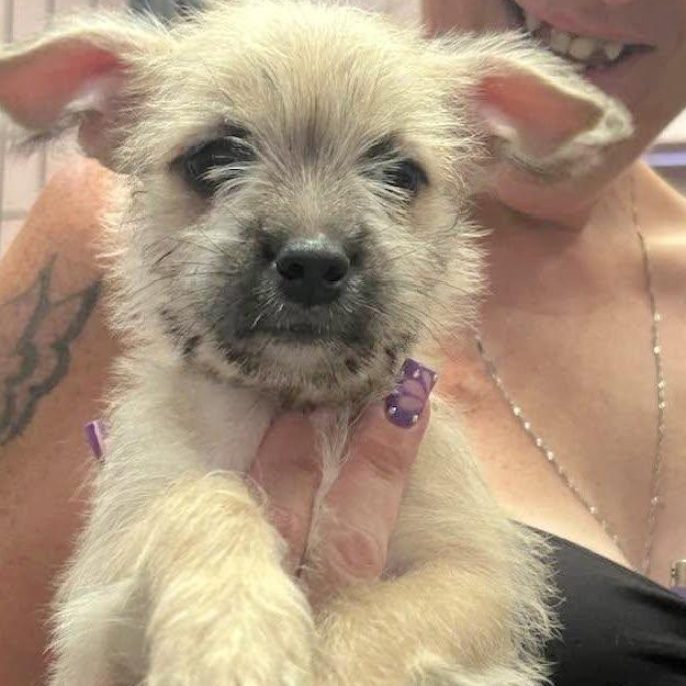 Enlarge Heather, a ADOPTABLE mixed breed in Vacaville, CA image 1/1