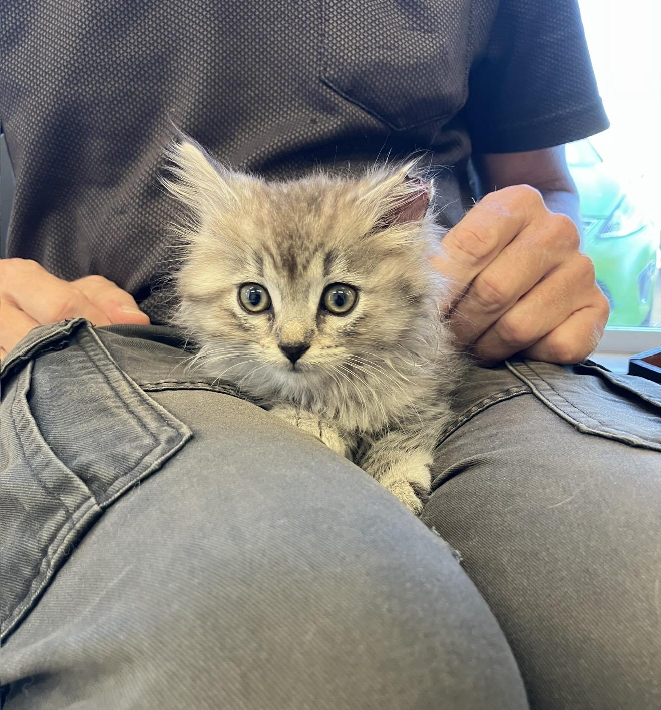 Peacock, Adopted, Kitten Female Domestic Long Hair.