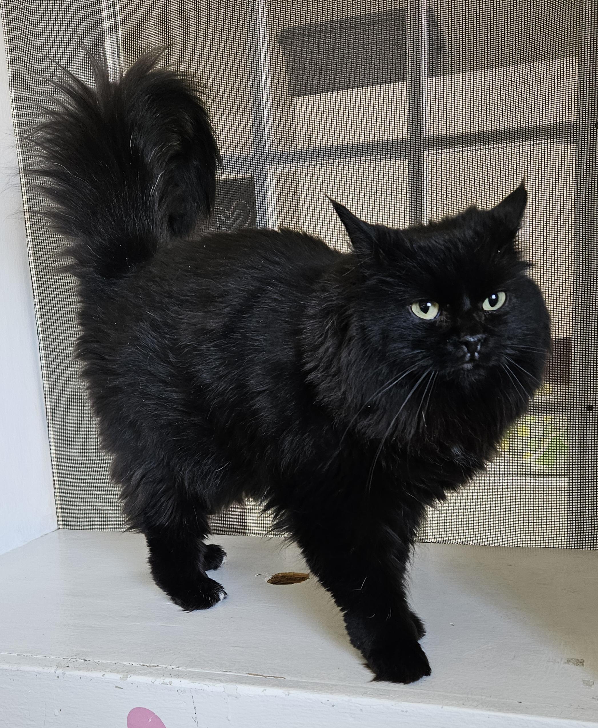 Enlarge Dahlia, a ADOPTABLE Domestic Long Hair in Brockport, NY image 4/5