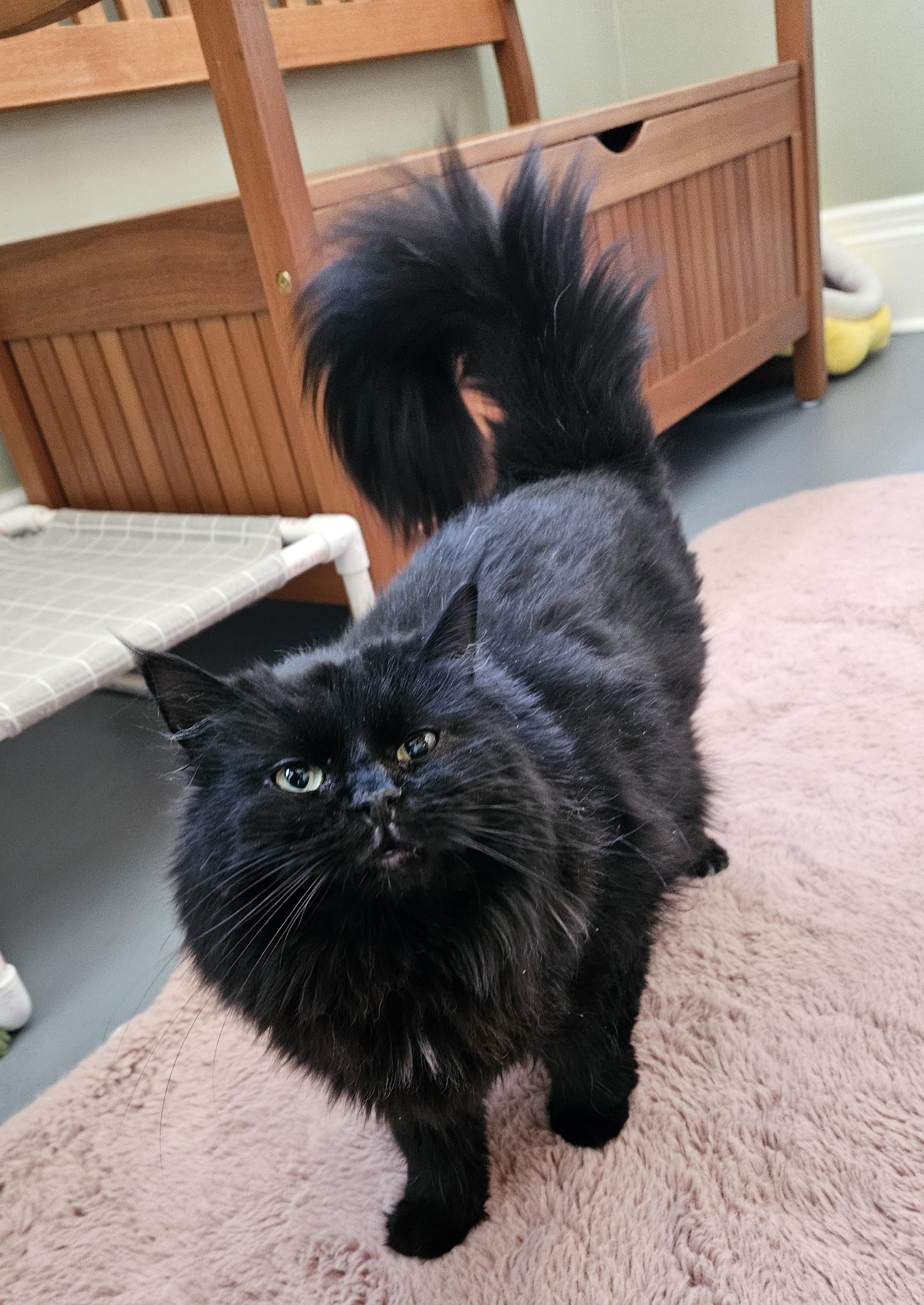 Enlarge Dahlia, a ADOPTABLE Domestic Long Hair in Brockport, NY image 3/5