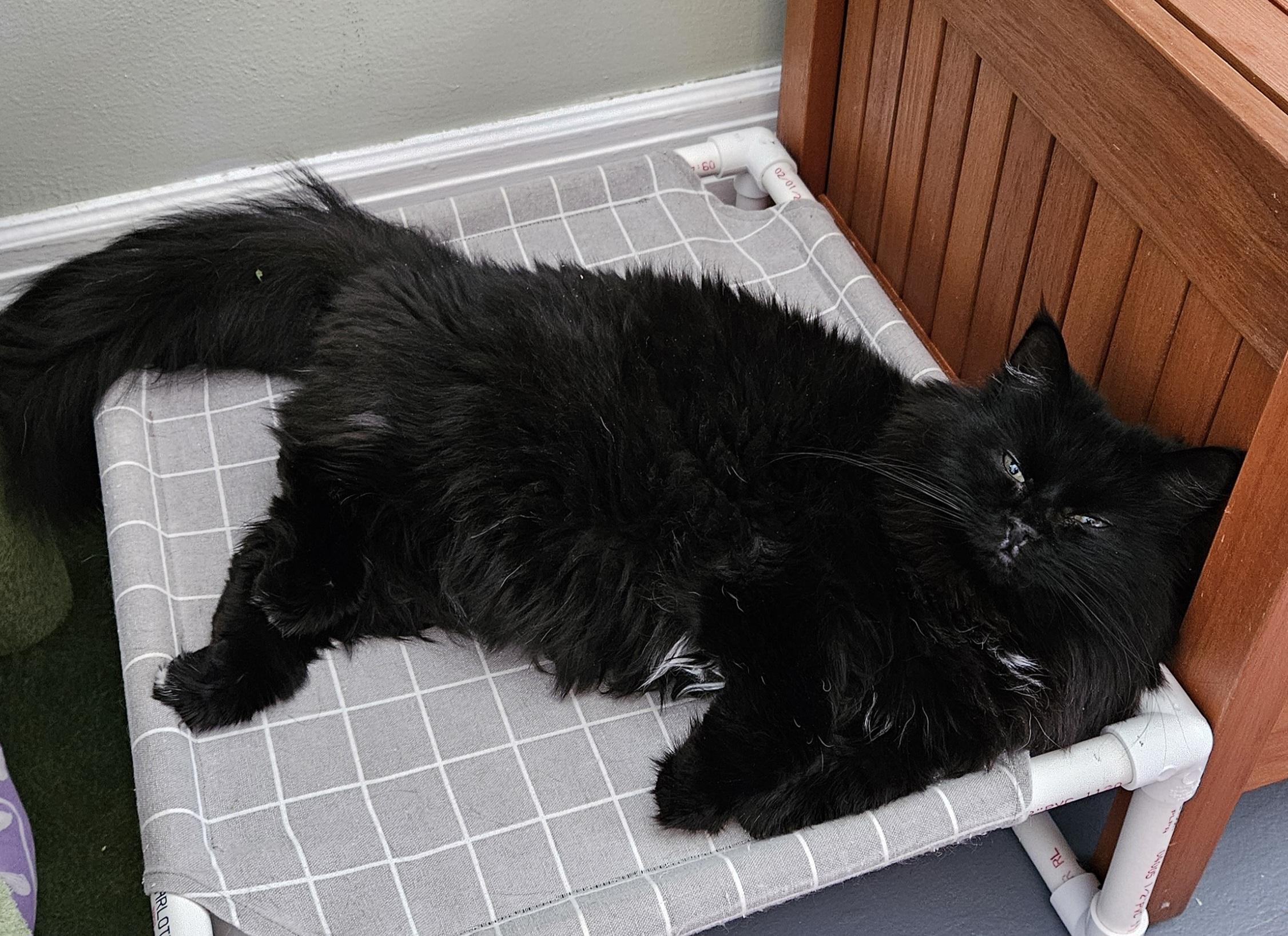 Enlarge Dahlia, a ADOPTABLE Domestic Long Hair in Brockport, NY image 5/5