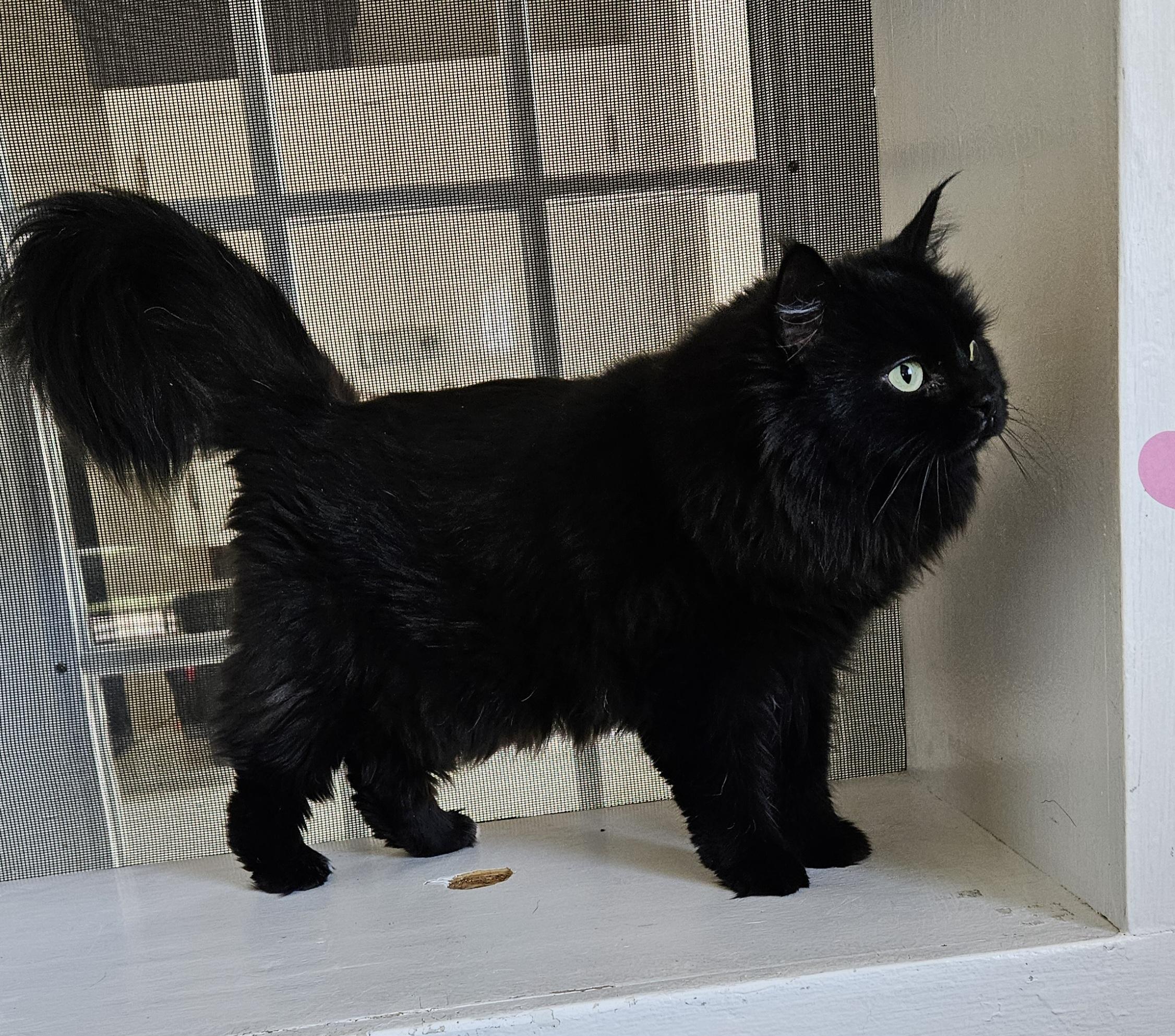 Enlarge Dahlia, a ADOPTABLE Domestic Long Hair in Brockport, NY image 1/5