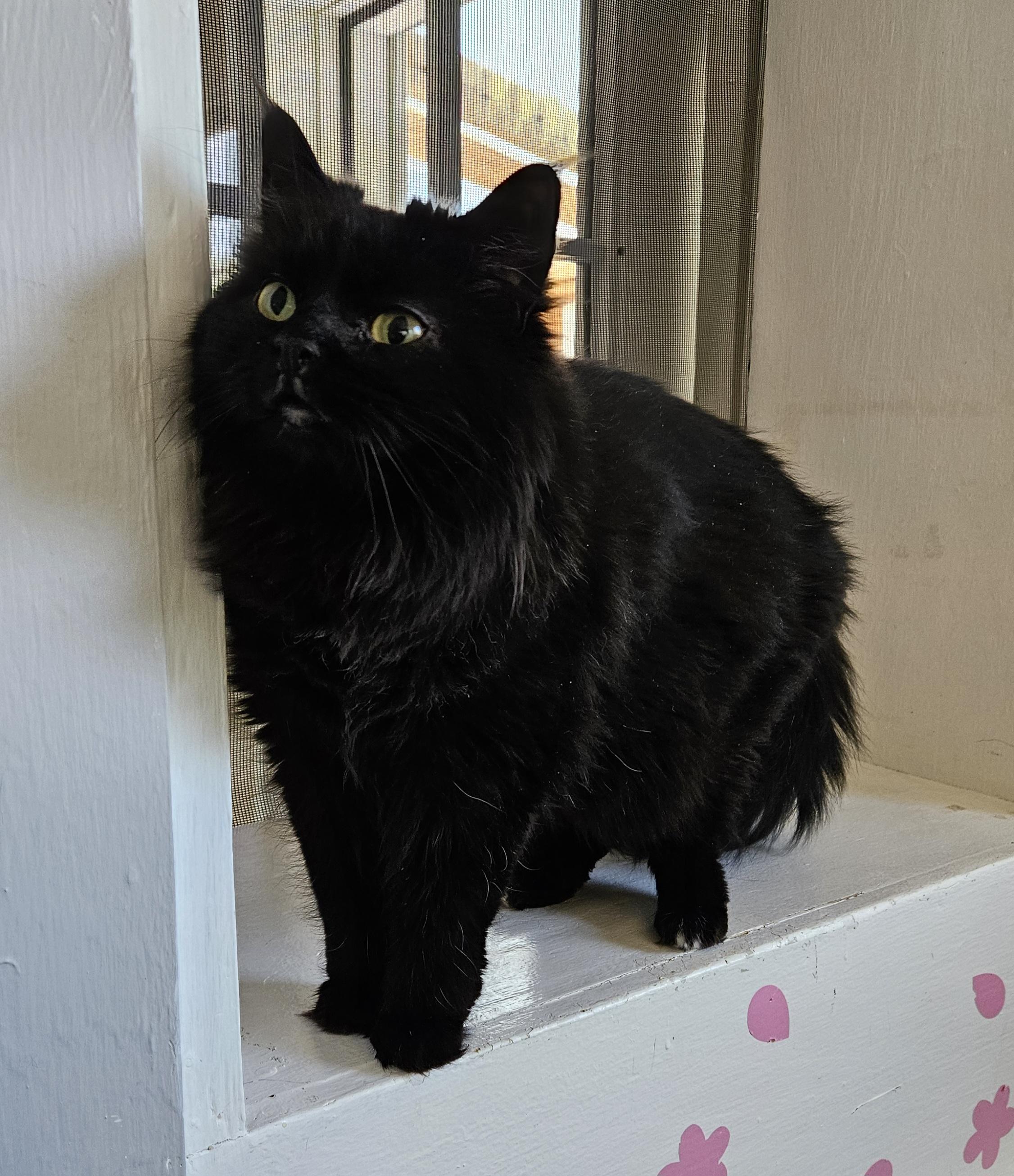 Enlarge Dahlia, a ADOPTABLE Domestic Long Hair in Brockport, NY image 2/5