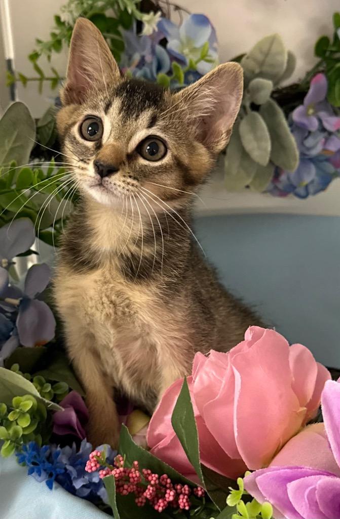 Enlarge 7/7/25 - Chitto, a Adopted mixed breed in Stillwater, OK image 1/1