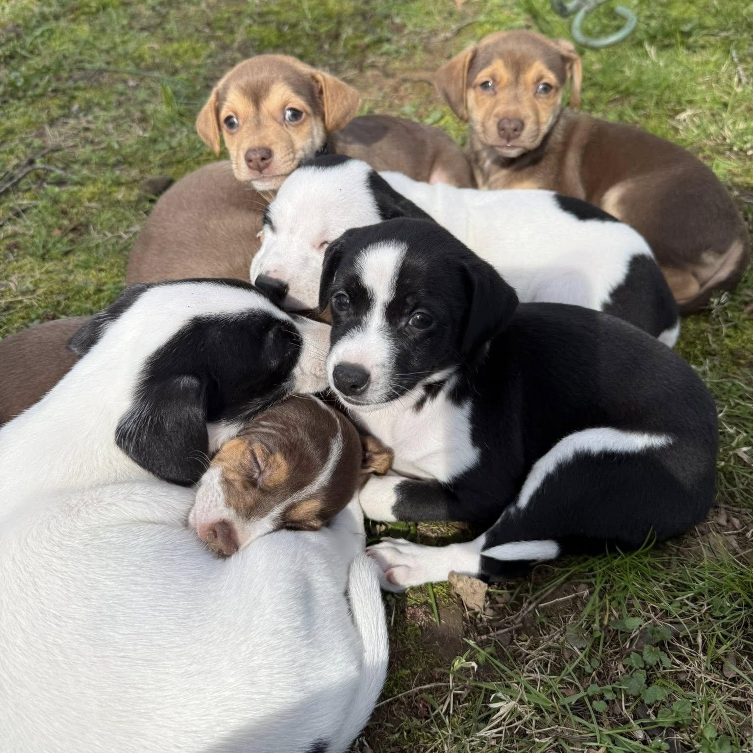 Enlarge Justin, a Adoptable mixed breed in Nanuet, NY image 6/6