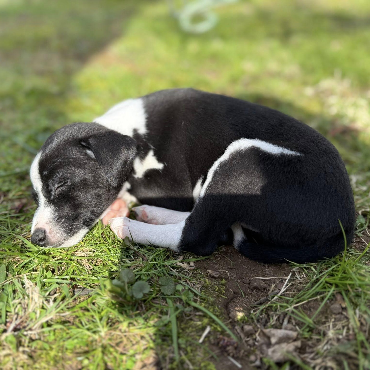 Enlarge Justin, a Adoptable mixed breed in Nanuet, NY image 4/6