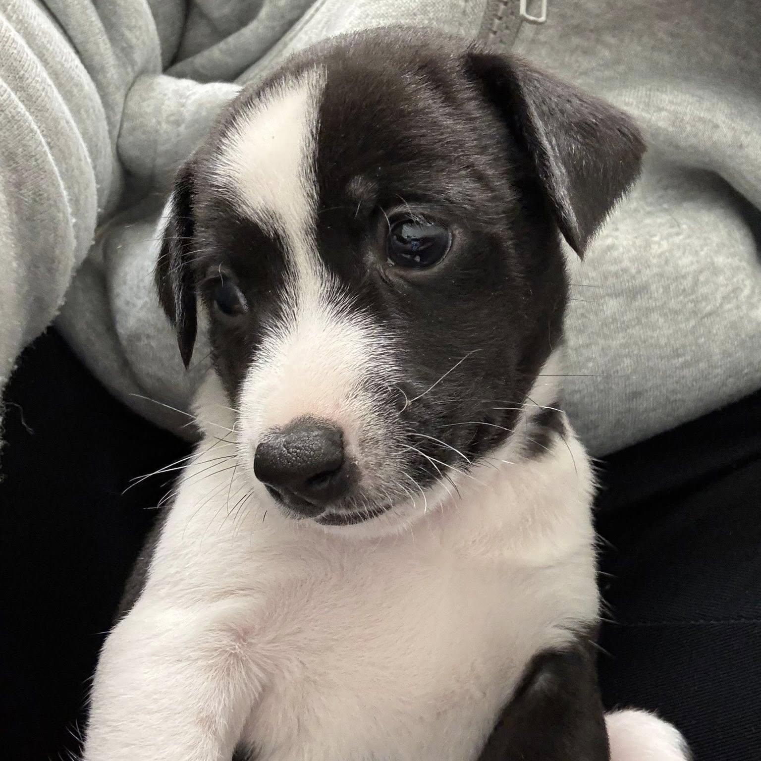 Enlarge Justin, a Adoptable mixed breed in Nanuet, NY image 5/6