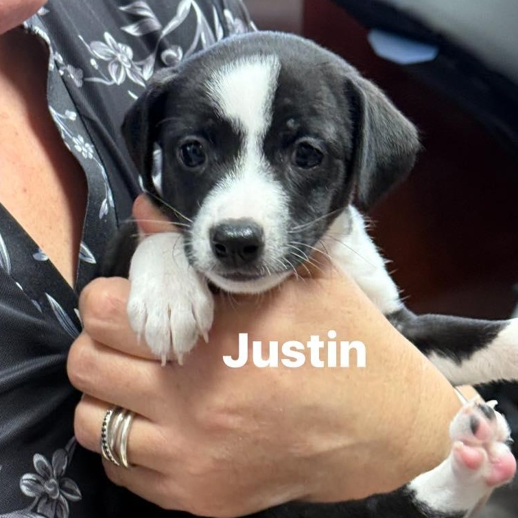 Enlarge Justin, a Adoptable mixed breed in Nanuet, NY image 1/6