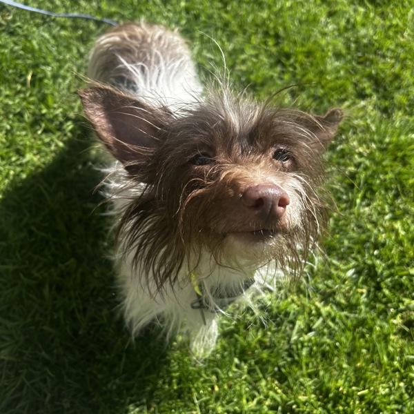 Nutmeg, Adoptable, Adult Male Terrier.