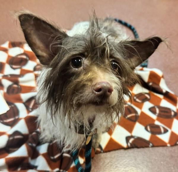 Enlarge Nutmeg, a Adoptable mixed breed in Oakland, CA image 2/3