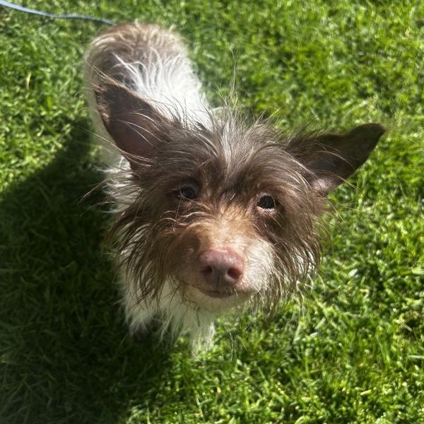 Enlarge Nutmeg, a Adoptable mixed breed in Oakland, CA image 3/3