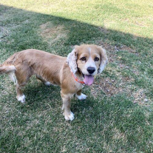 Enlarge Jerry N 26084, a Adoptable Cocker Spaniel in Parker, CO image 1/5