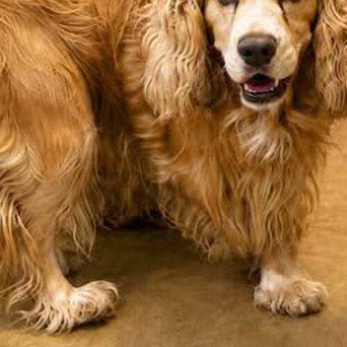 Enlarge Jerry N 26084, a Adoptable Cocker Spaniel in Parker, CO image 2/5