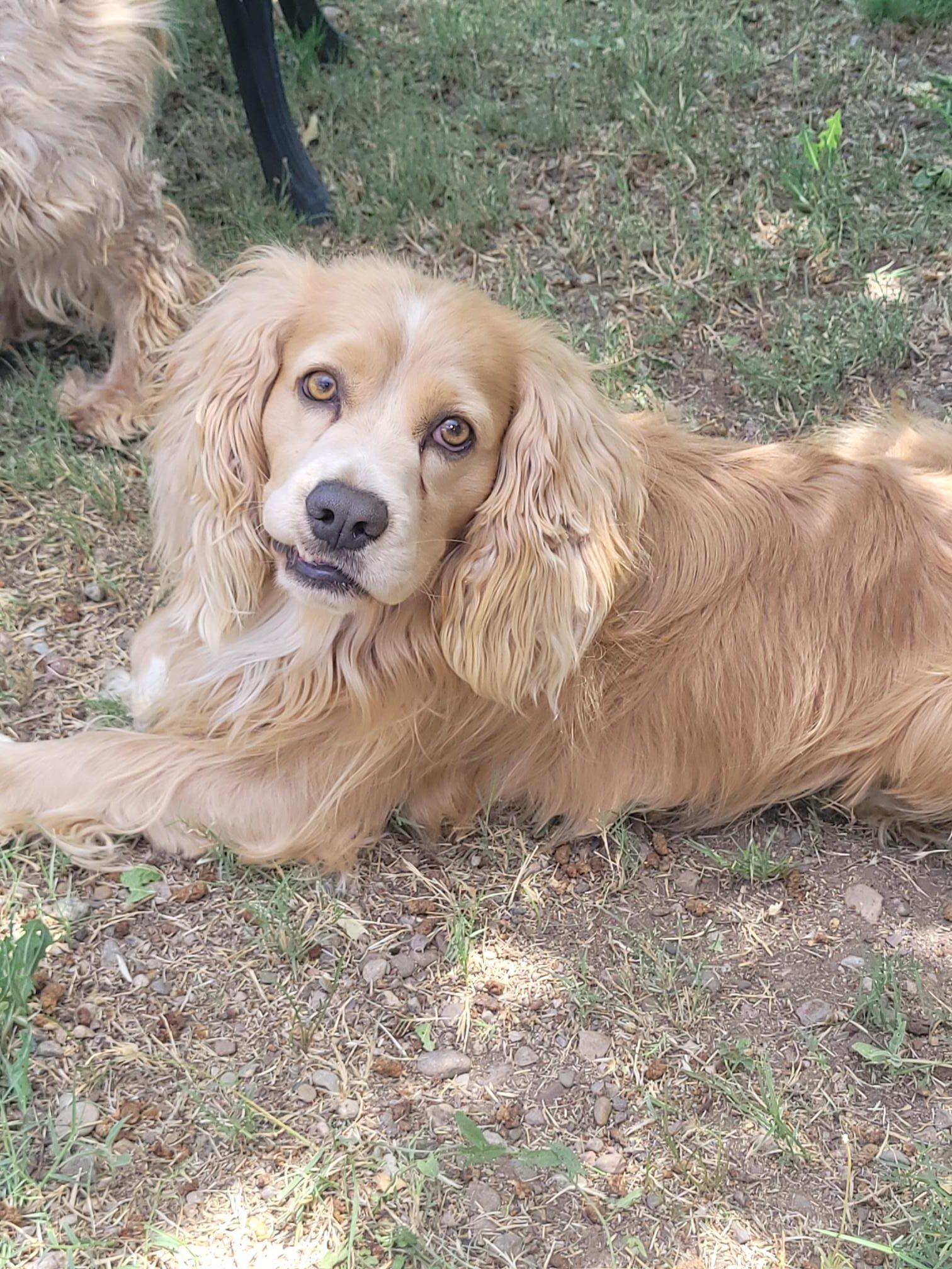Enlarge Jerry N 26084, a Adoptable Cocker Spaniel in Parker, CO image 3/5