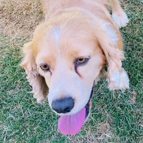 Enlarge Jerry N 26084, a Adoptable Cocker Spaniel in Parker, CO image 5/5