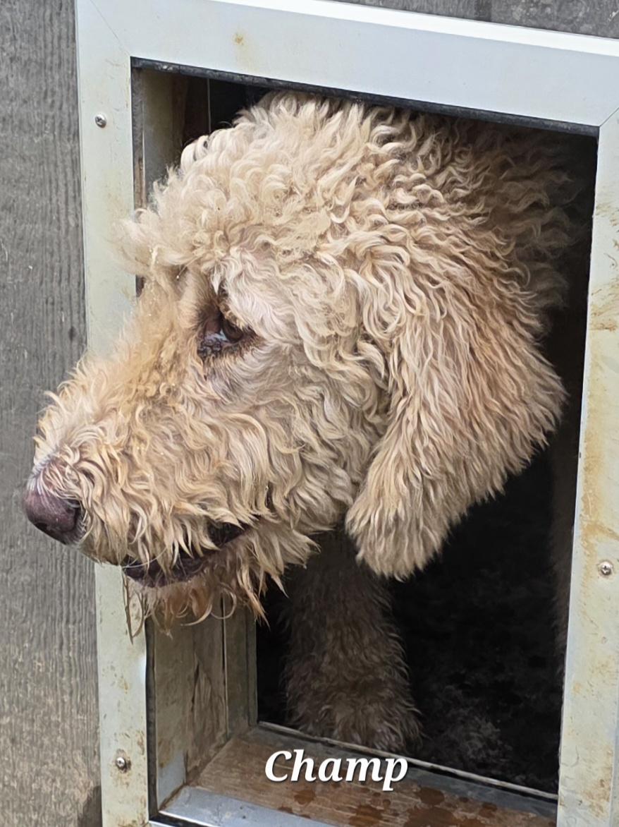 Champ, Adoptable, Adult Male Standard Poodle & Labradoodle.