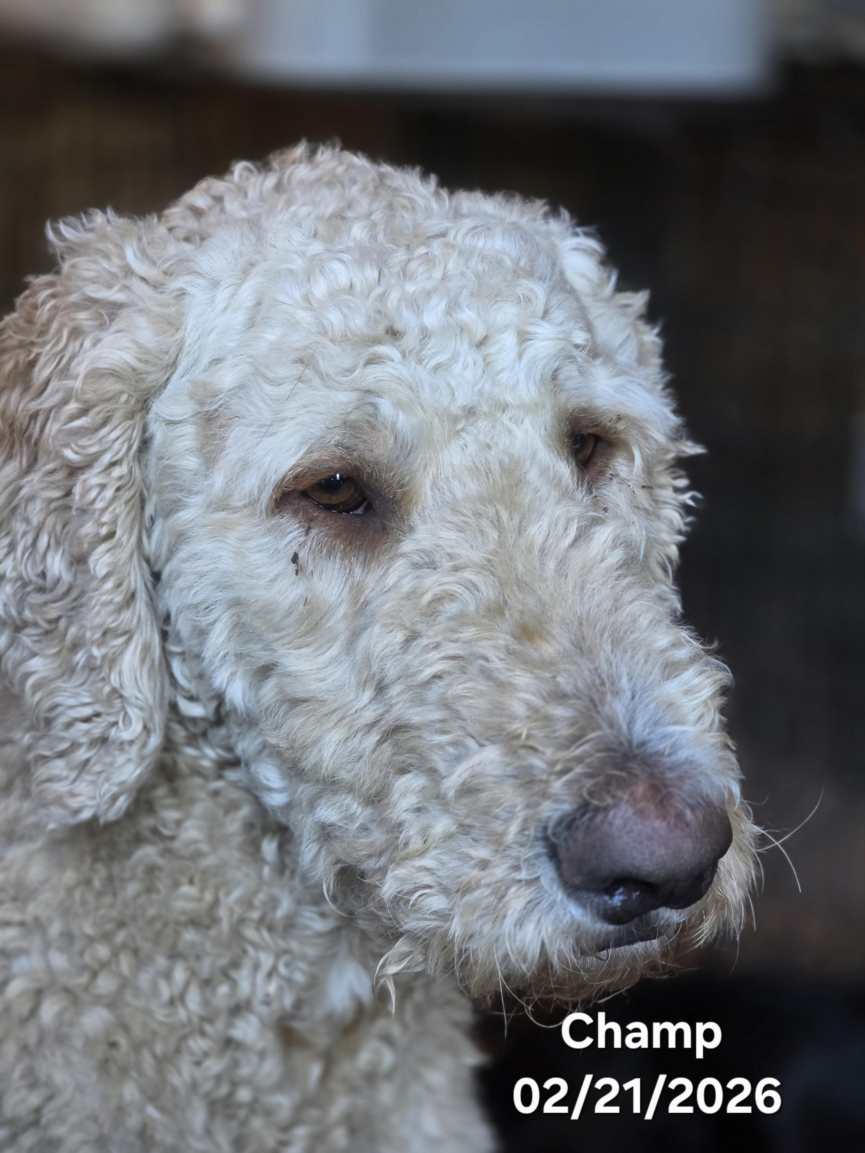 Enlarge Champ, an adoption pending mixed breed in Warren, RI image 4/6