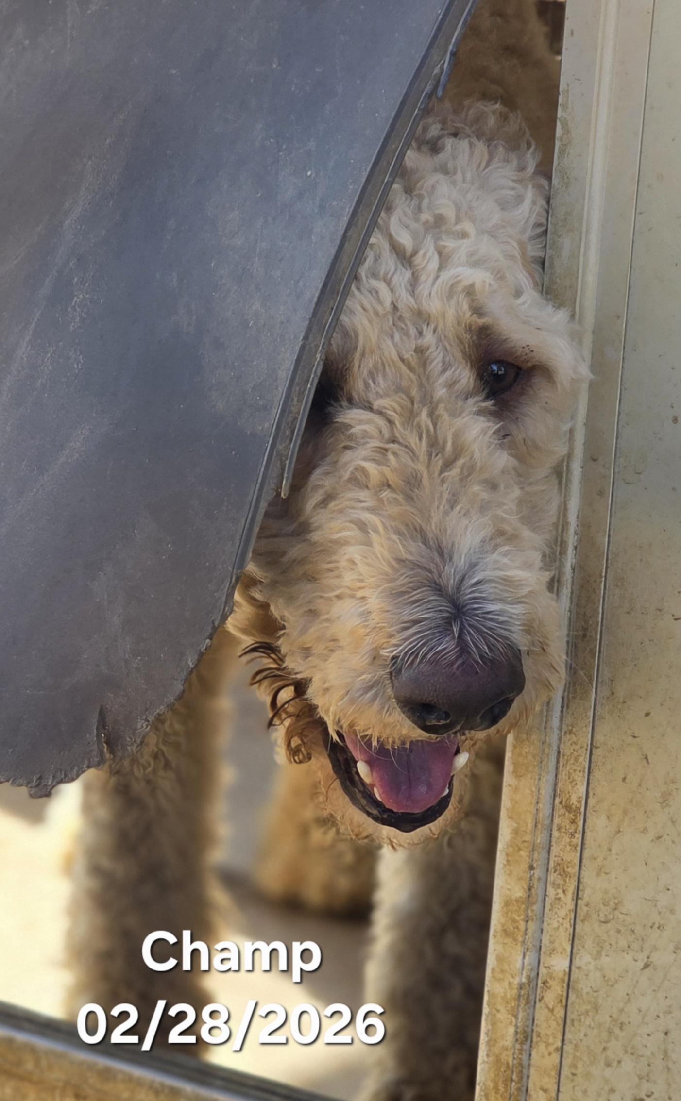 Enlarge Champ, an adoption pending mixed breed in Warren, RI image 3/6