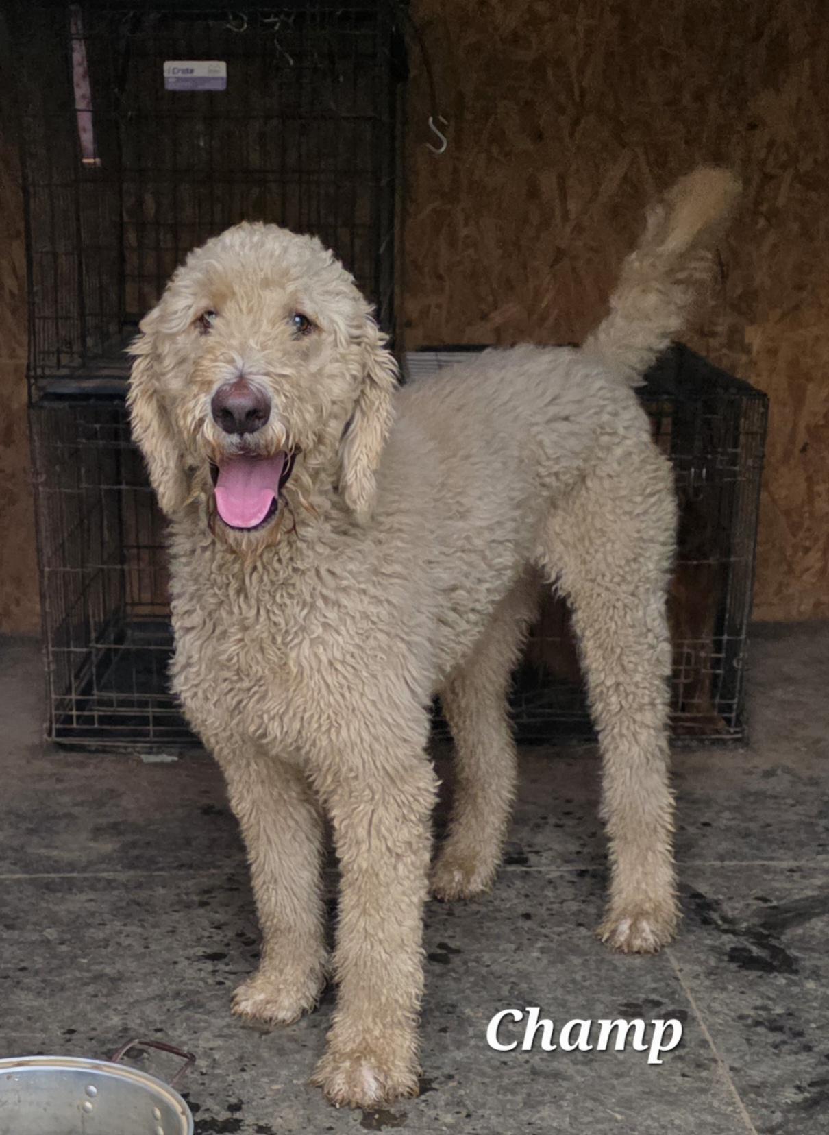 Champ, a Adoptable mixed breed in Warren, RI image 2/6