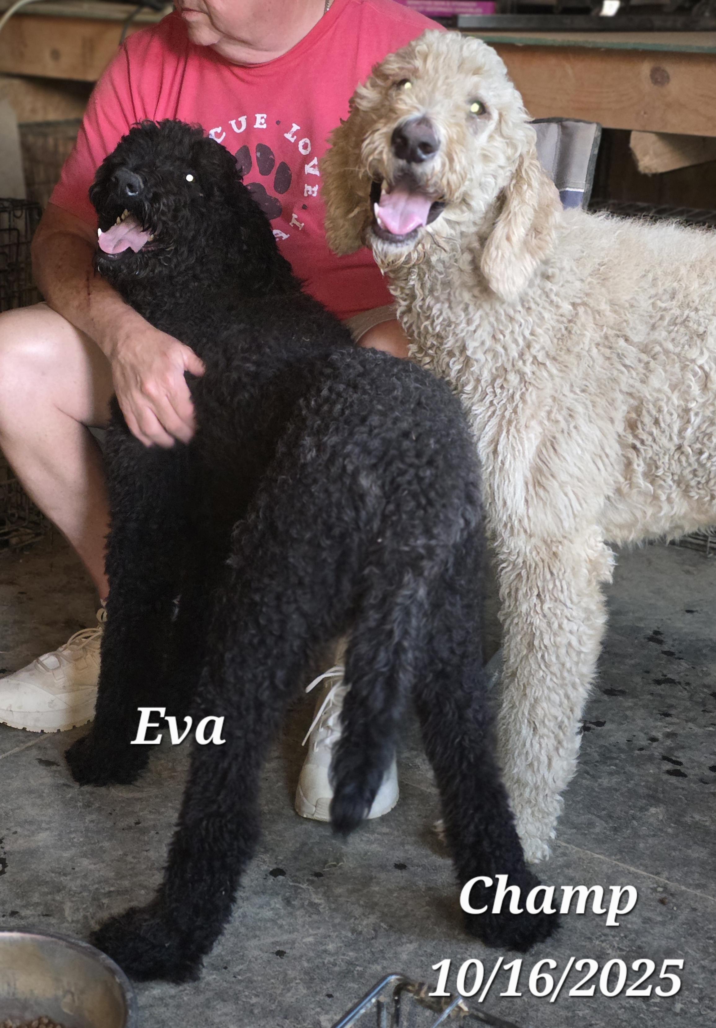 Champ, a Adoptable mixed breed in Warren, RI image 3/6