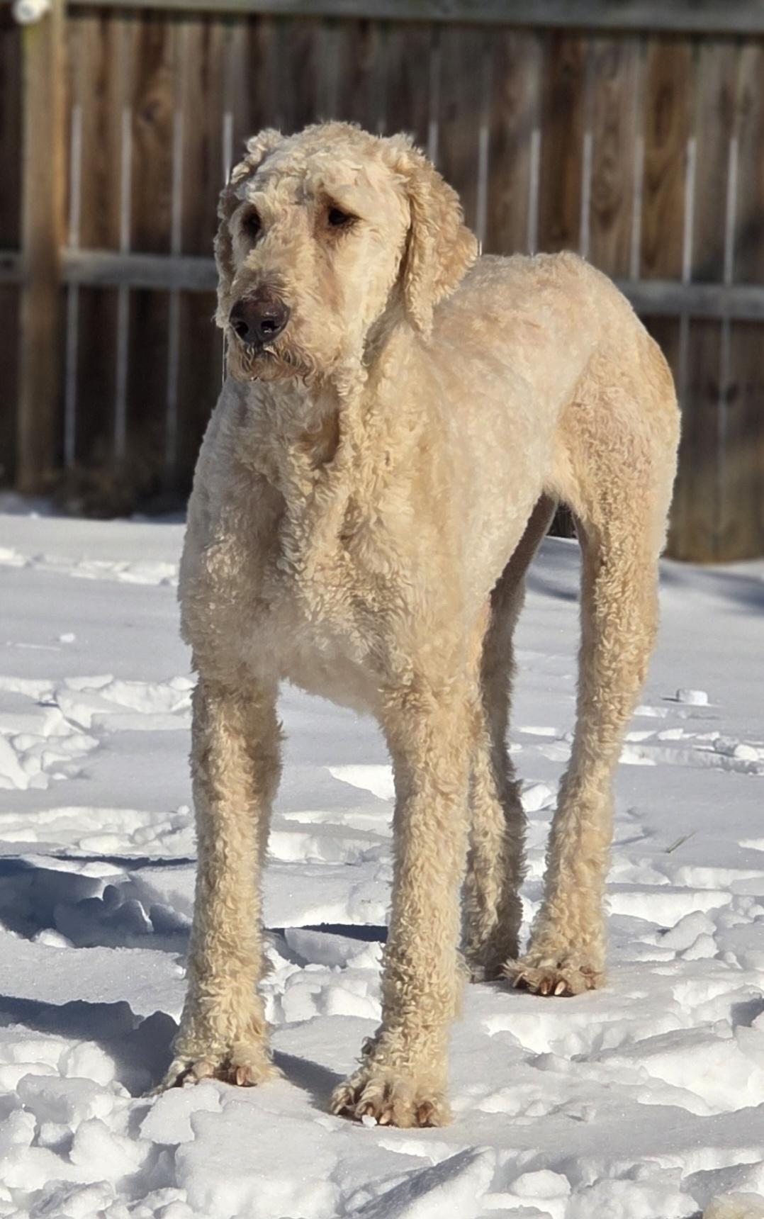 Enlarge Champ, an adoption pending mixed breed in Warren, RI image 2/6