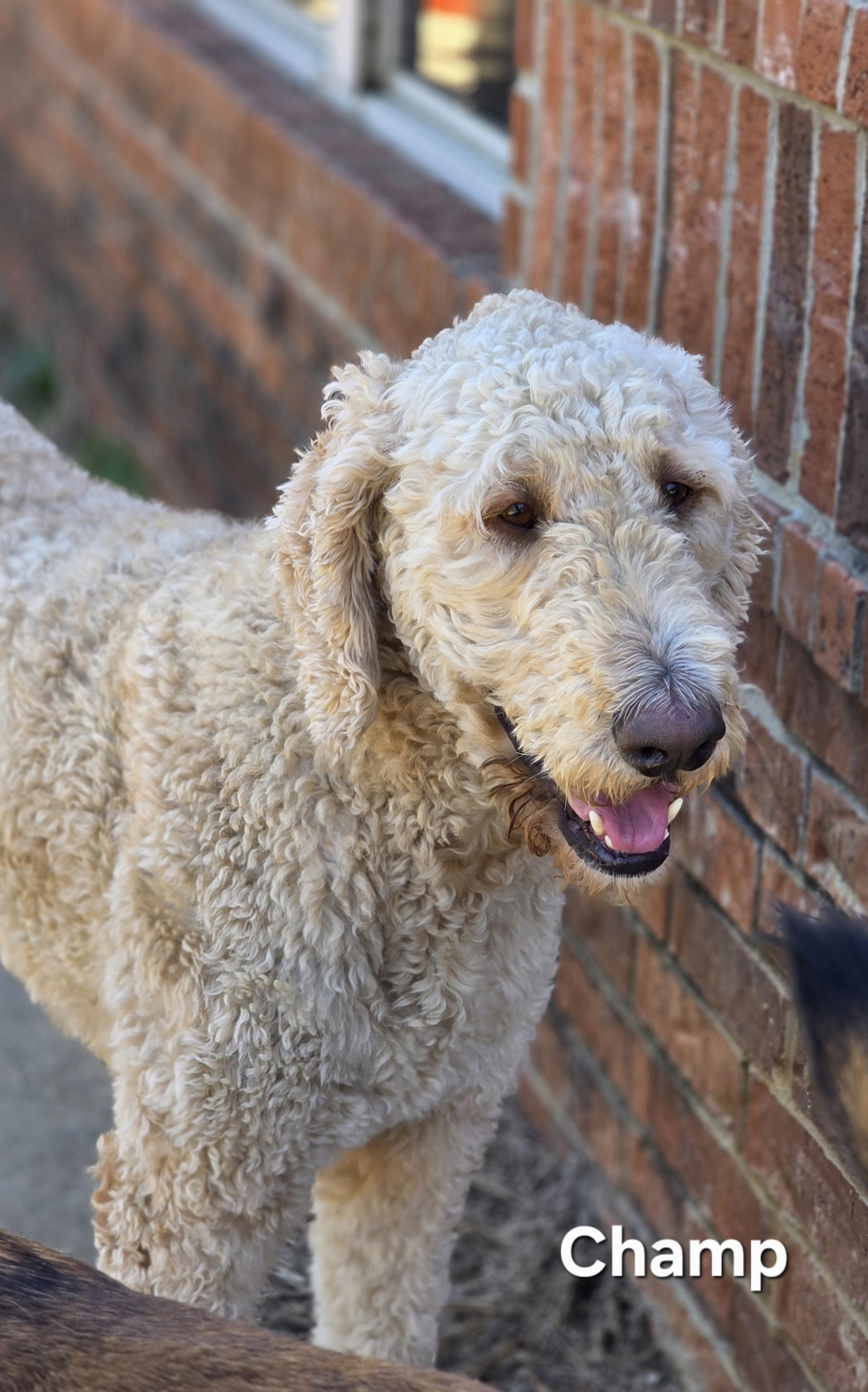 Enlarge Champ, an adoption pending mixed breed in Warren, RI image 5/6