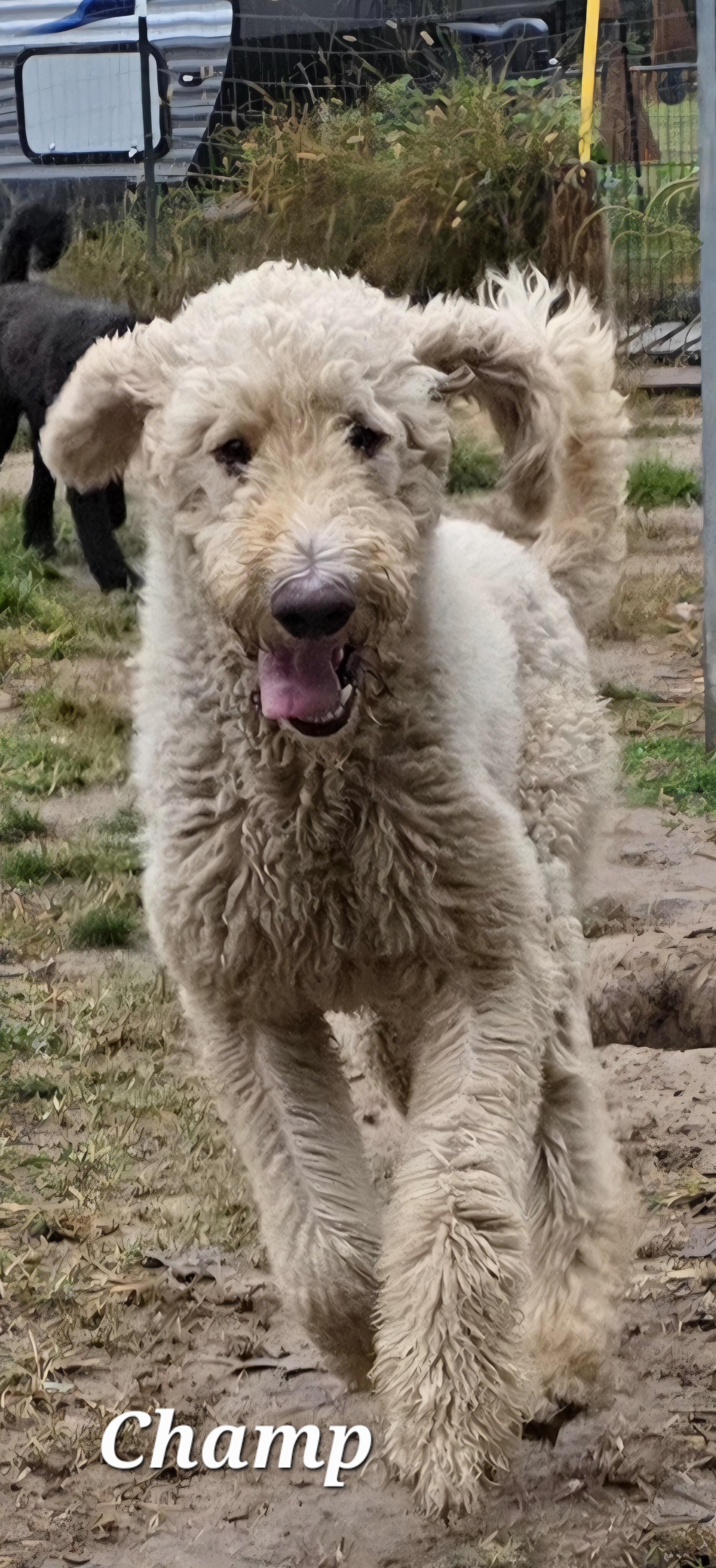 Champ, a Adoptable mixed breed in Warren, RI image 4/6