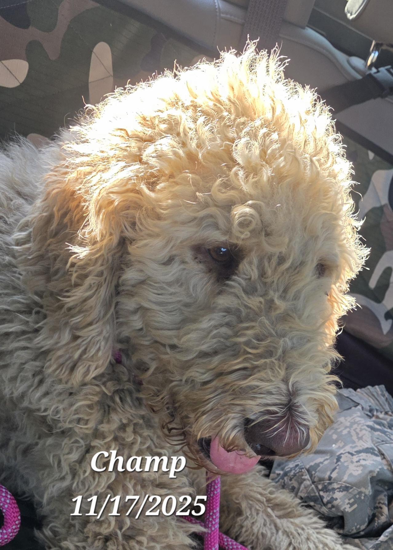 Champ, a Adoptable mixed breed in Warren, RI image 5/6