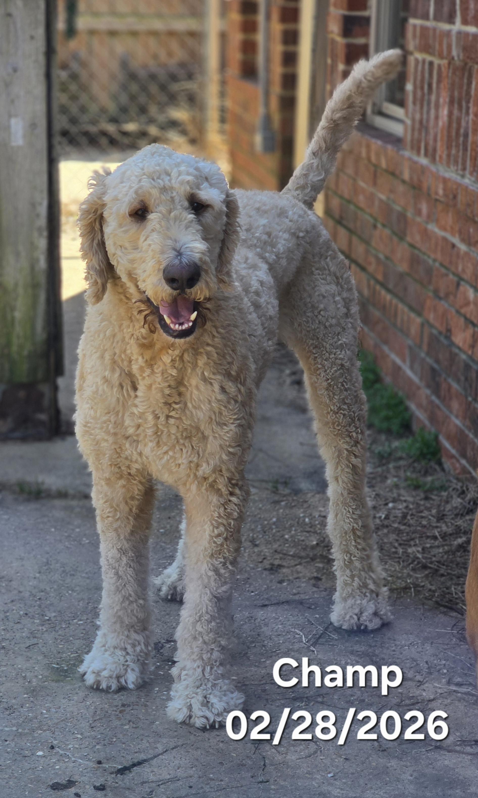 Enlarge Champ, an adoption pending mixed breed in Warren, RI image 6/6