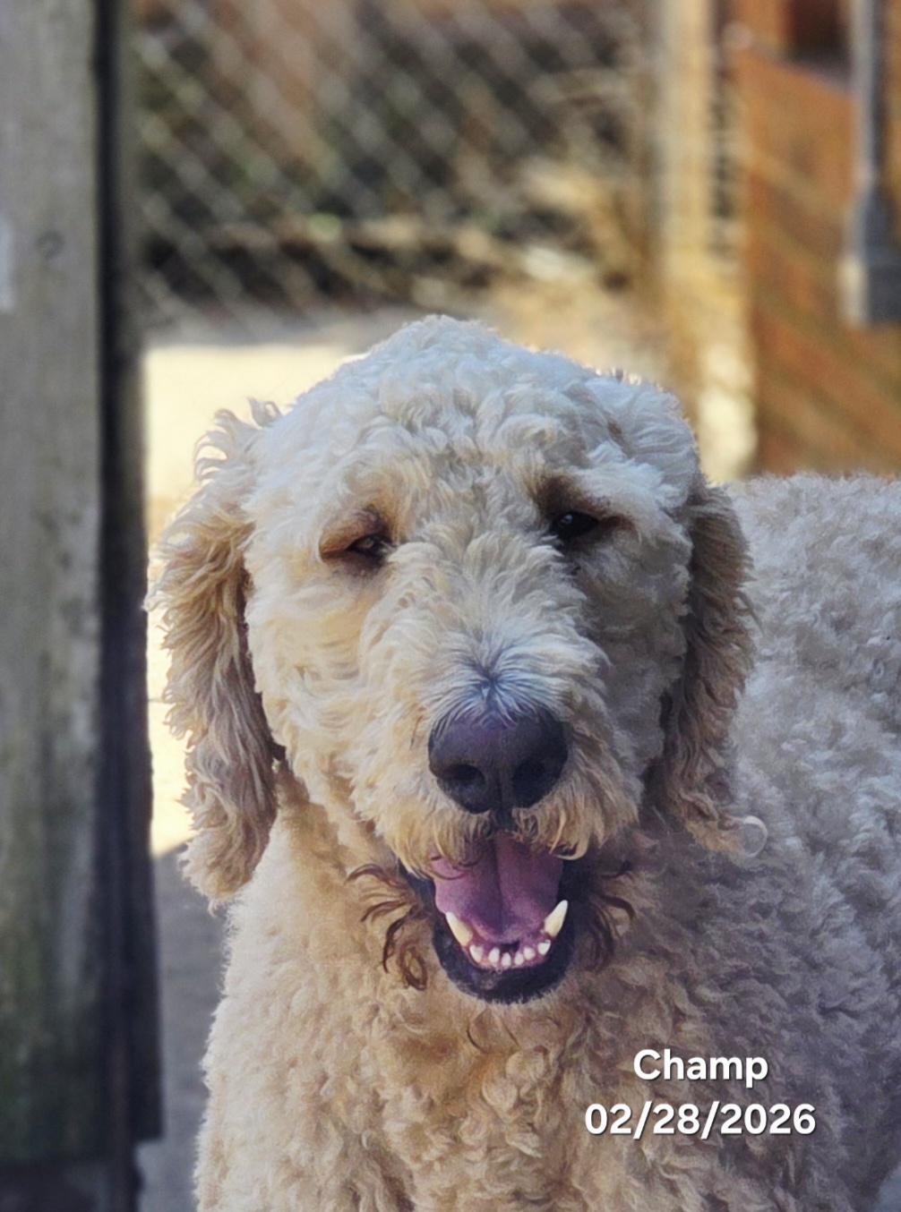 Enlarge Champ, an adoption pending mixed breed in Warren, RI image 1/6