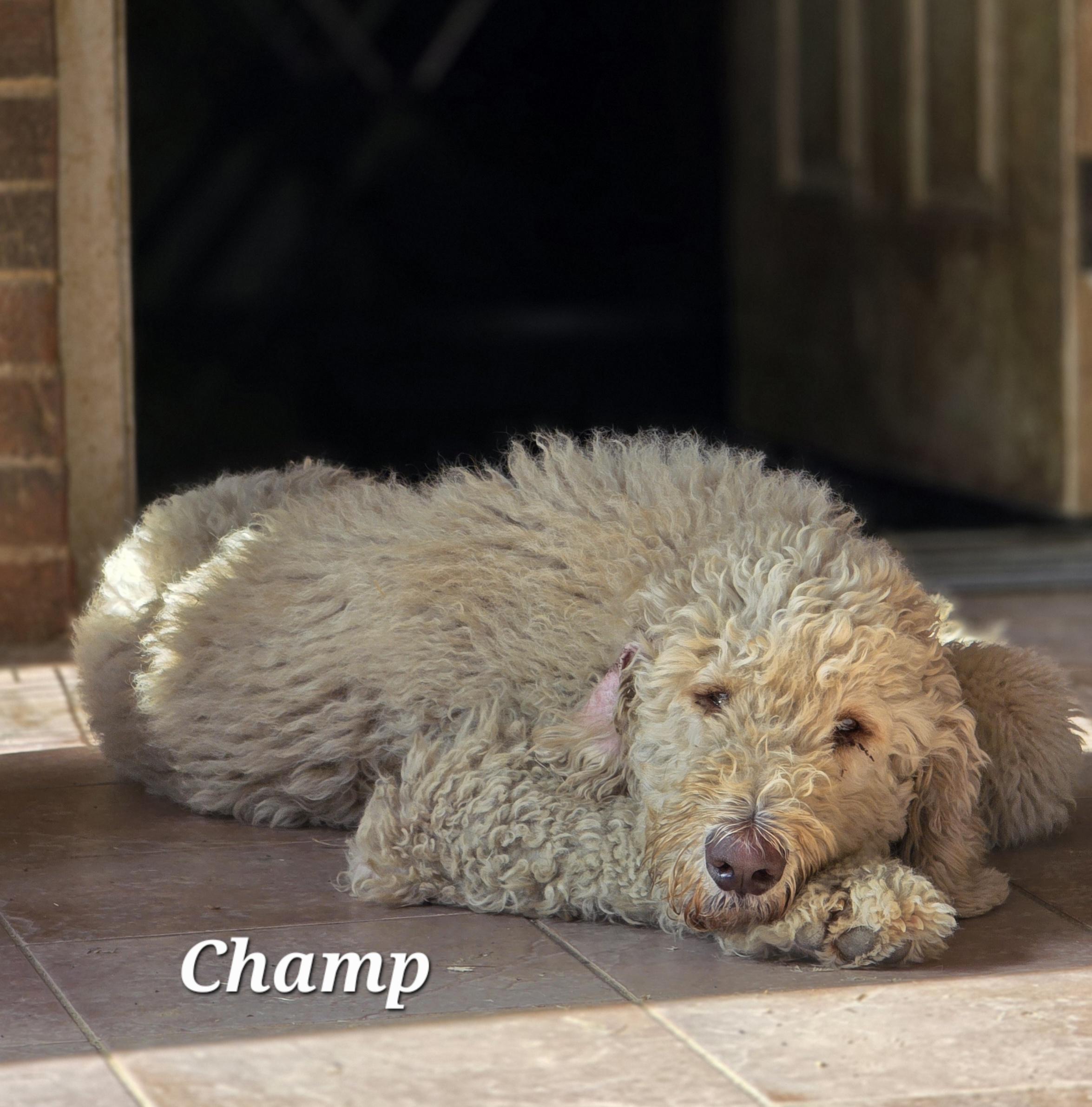 Champ, a Adoptable mixed breed in Warren, RI image 6/6