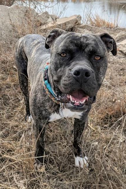 SLINKY, Adoptable, Young Male Staffordshire Bull Terrier & American Bulldog.