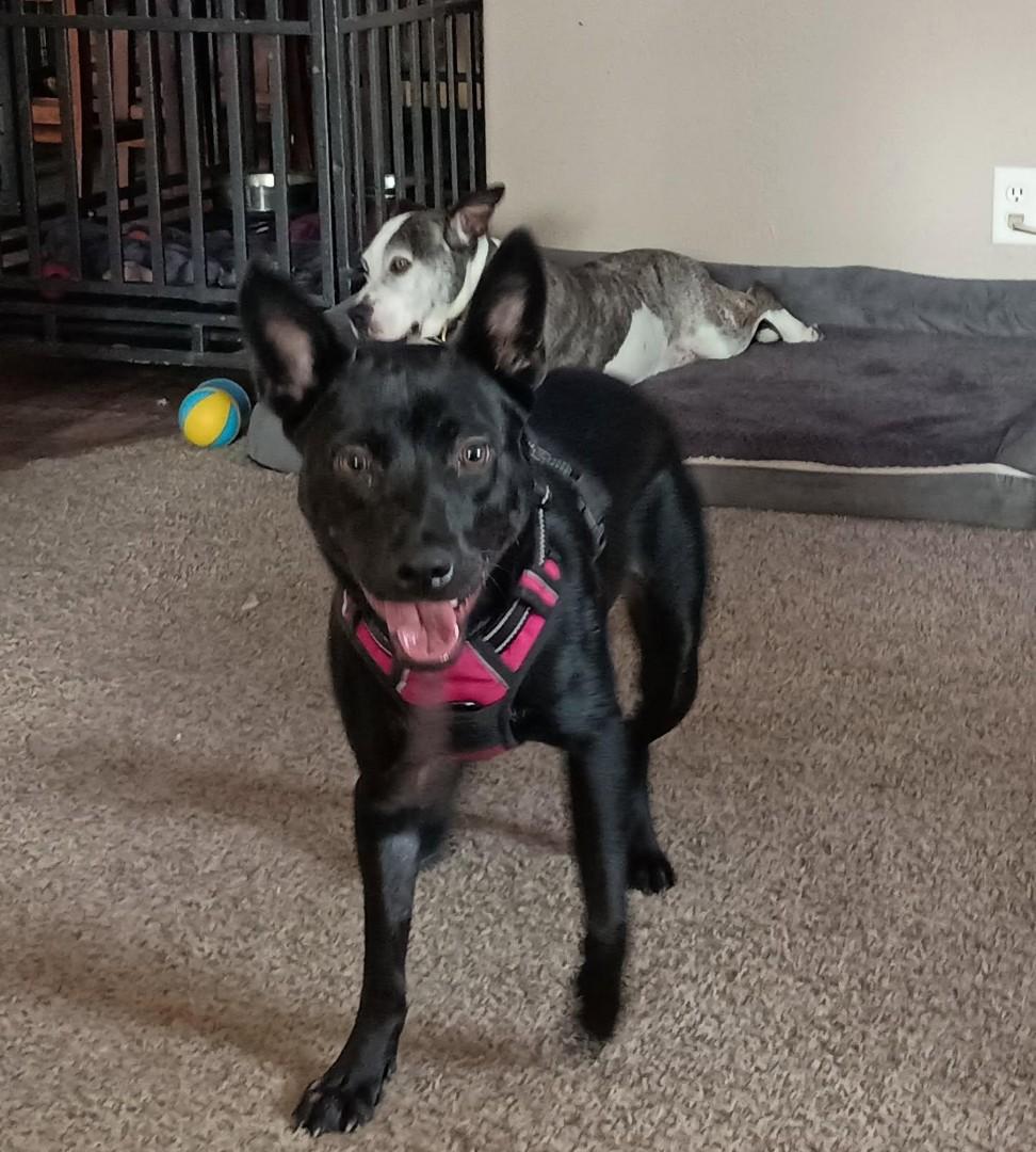 Destiny - A Gentle Soul Ready for a Second Chance