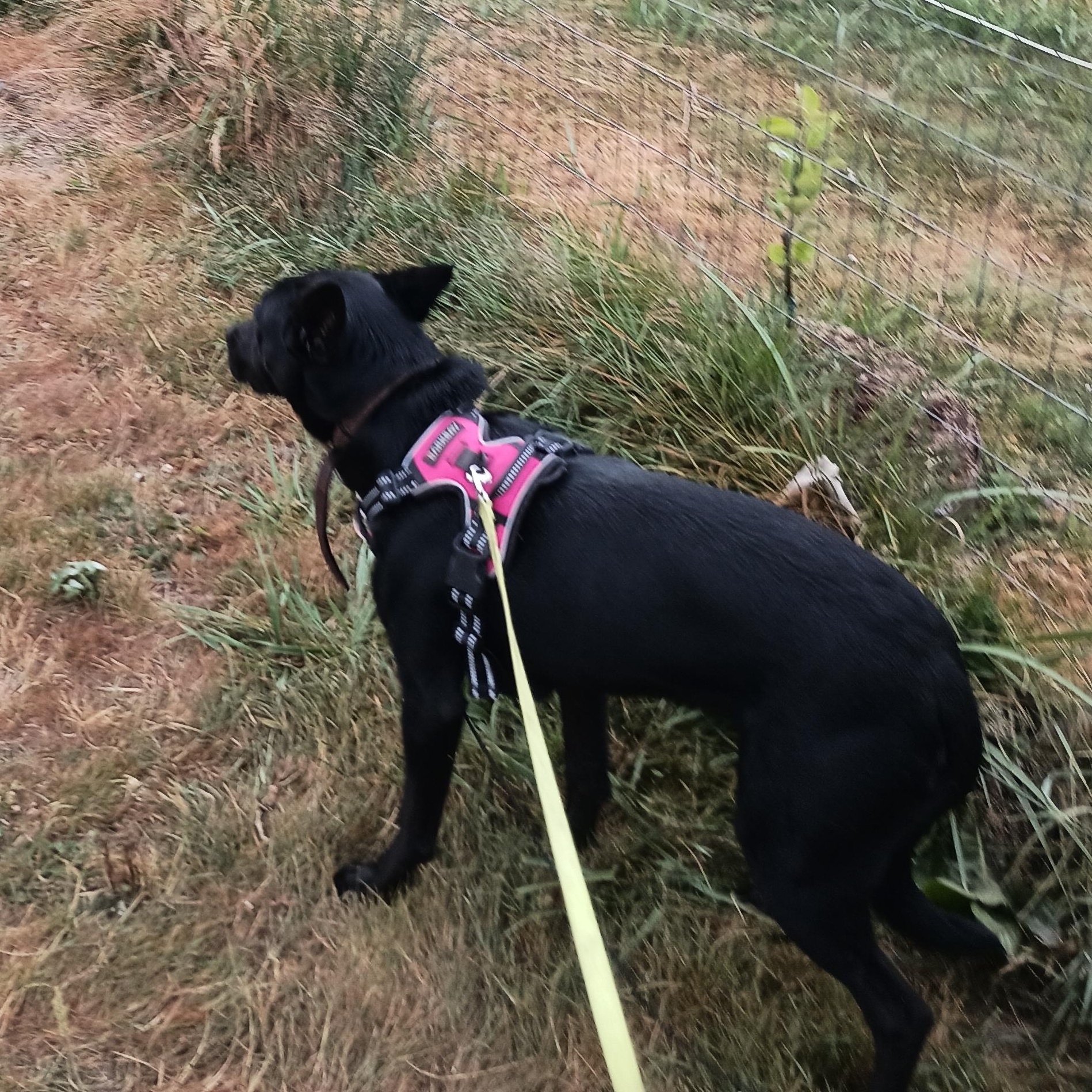 Destiny -  A Gentle, VERY shy Girl! Experienced FOSTER NEEDED!