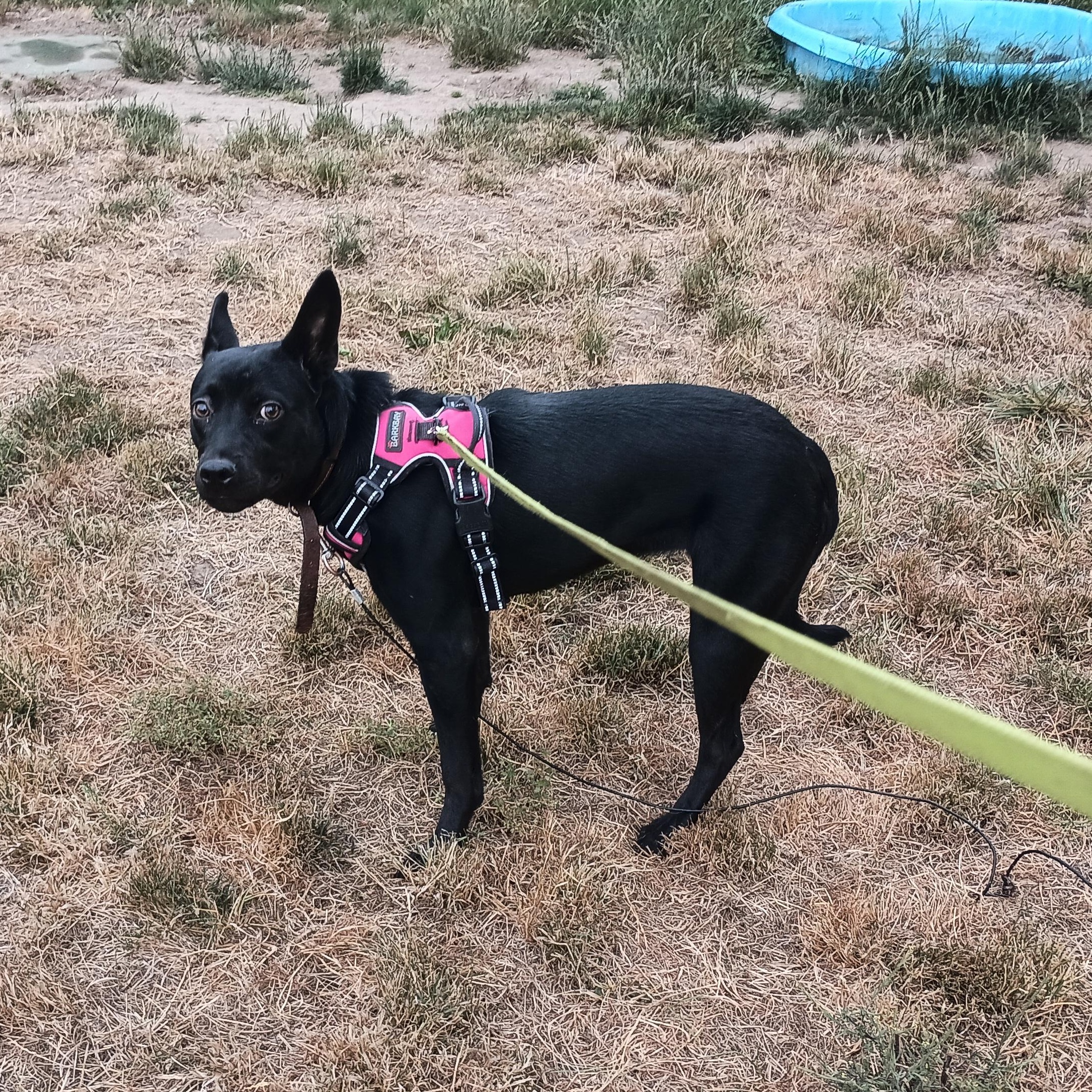 Destiny -  A Gentle, VERY shy Girl! Experienced FOSTER NEEDED!