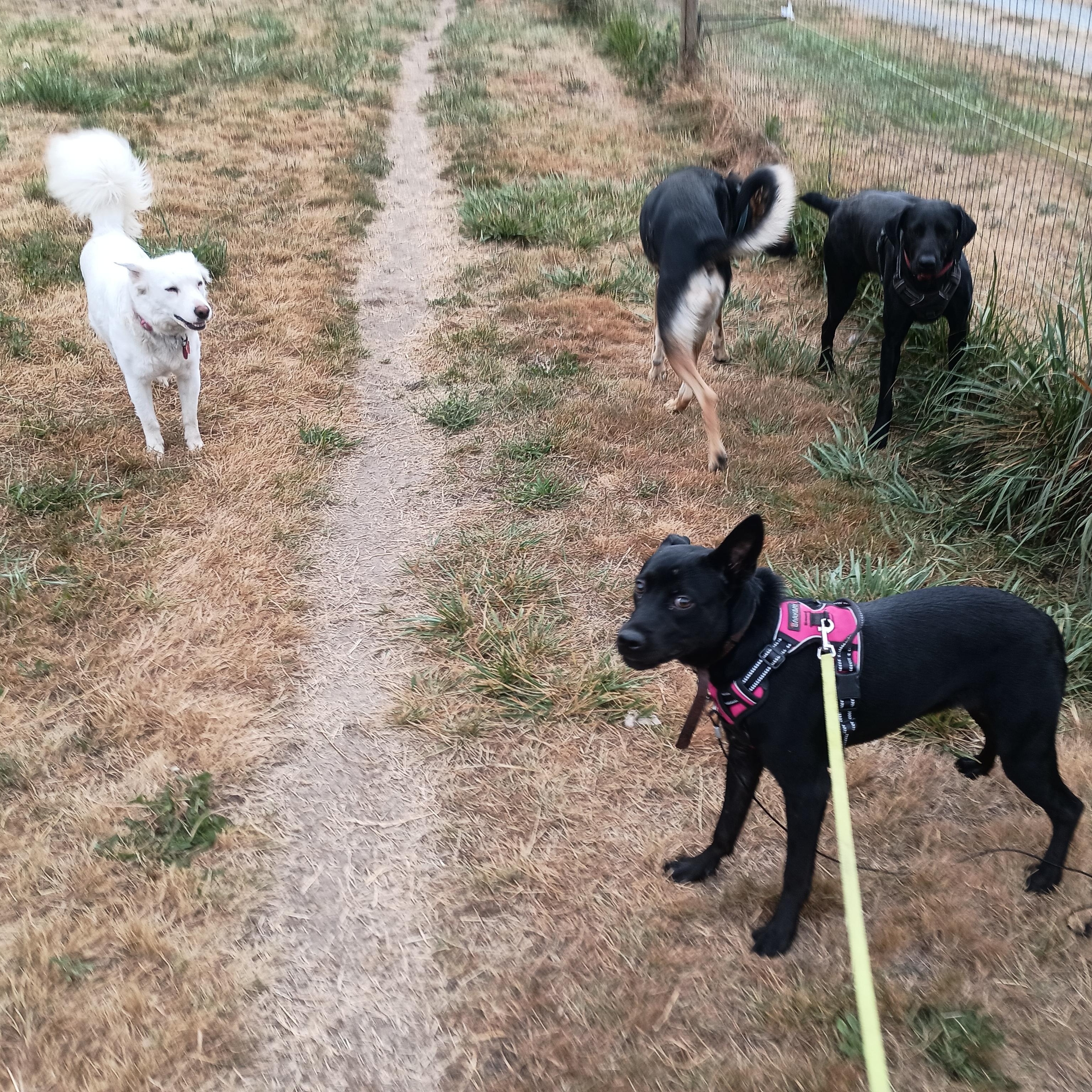 Destiny -  A Gentle, VERY shy Girl! Experienced FOSTER NEEDED!