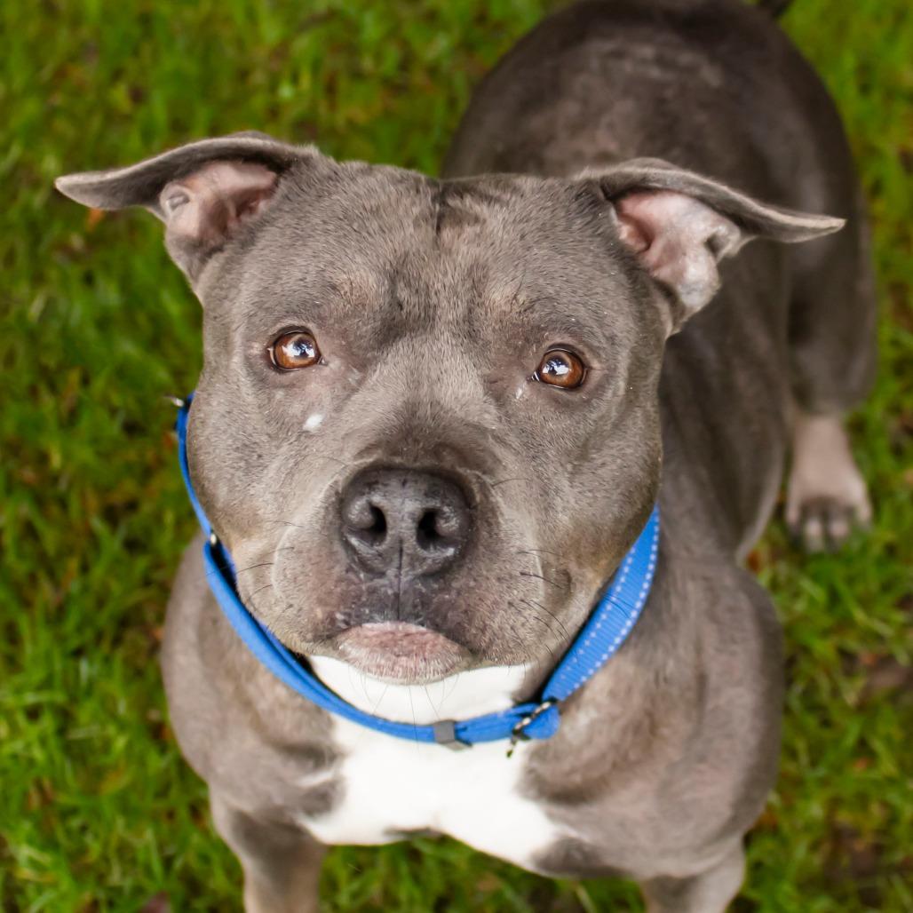 Reign, Adoptable, Adult Female Mixed Breed.