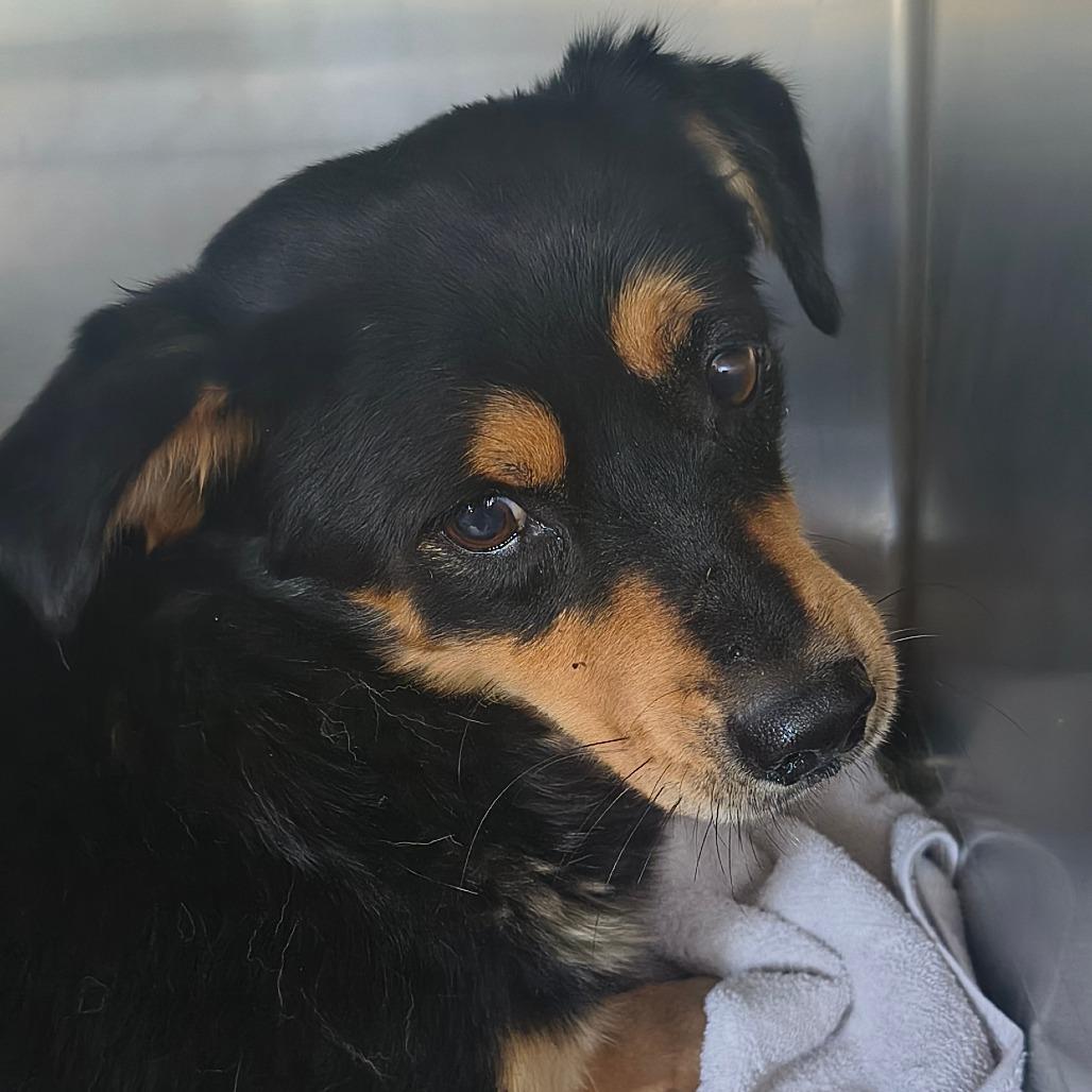 Enlarge Camber, a Adoptable mixed breed in Othello, WA image 1/1