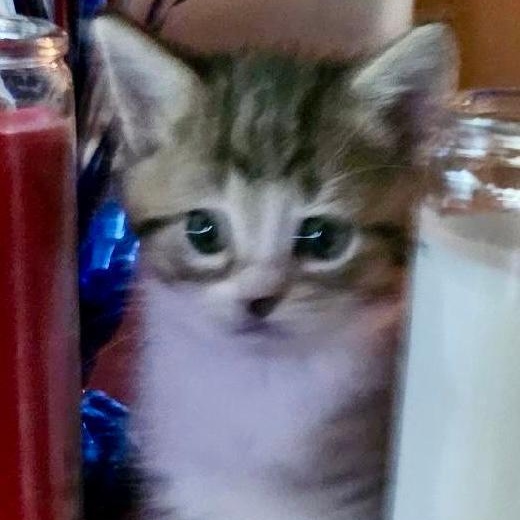 Button, ADOPTABLE, Kitten Female Domestic Short Hair.