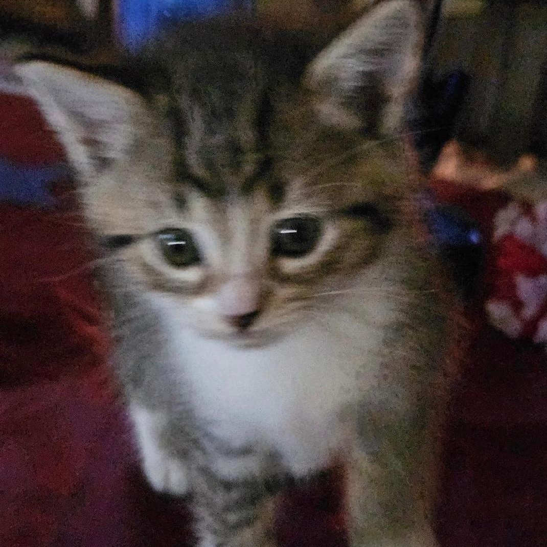 Enlarge Button, a ADOPTABLE Domestic Short Hair in Gastonia, NC image 2/3